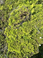 Abies sachalinensis