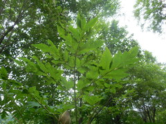 Angelica ursina