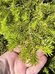 Abies sachalinensis