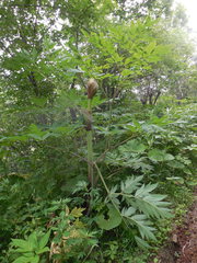 Angelica ursina