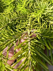 Abies sachalinensis