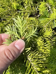 Abies sachalinensis