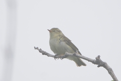 Phylloscopus examinandus