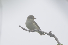 Phylloscopus examinandus