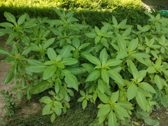 Impatiens glandulifera