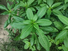 Impatiens glandulifera