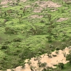 Giraffa camelopardalis antiquorum