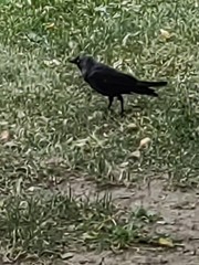 Corvus monedula