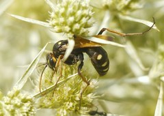 Cryptocheilus octomaculatus