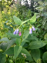 Symphytum caucasicum