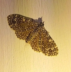 Pomasia denticlathrata