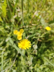 Crepis capillaris