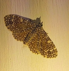 Pomasia denticlathrata