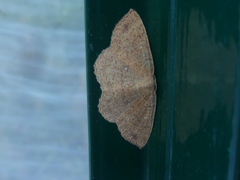 Cyclophora ruficiliaria