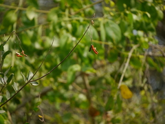 Cadaba fruticosa