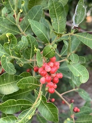 Schinus terebinthifolia