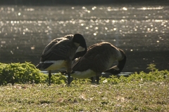 Branta canadensis