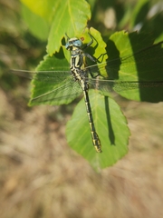 Gomphus graslinii