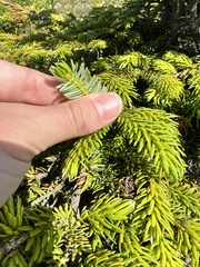 Picea jezoensis
