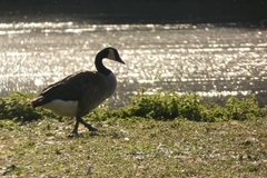 Branta canadensis