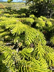 Picea jezoensis