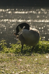 Branta canadensis