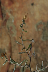 Amphiglossa susannae