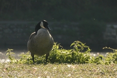 Branta canadensis