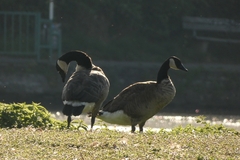 Branta canadensis