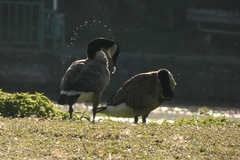 Branta canadensis