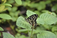 Papilio demoleus