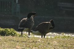 Branta canadensis