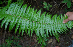 Nephrolepis hirsutula