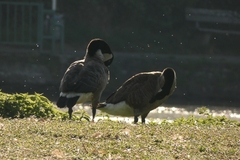 Branta canadensis