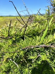 Larix gmelinii