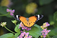 Danaus chrysippus