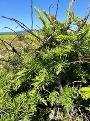 Larix gmelinii