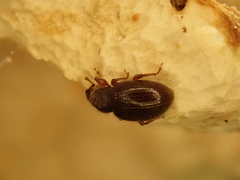 Barypeithes pellucidus