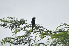 Dicrurus macrocercus