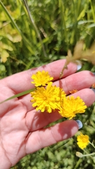 Crepis capillaris