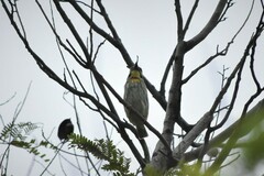 Psilopogon haemacephalus