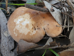 Leucopaxillus eucalyptorum