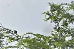 Psilopogon haemacephalus