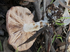 Leucopaxillus eucalyptorum