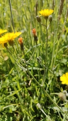 Crepis capillaris