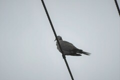 Streptopelia decaocto