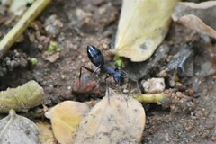 Camponotus compressus