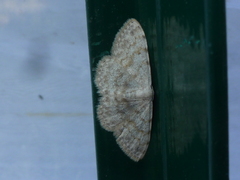 Scopula alba