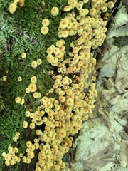 Xeromphalina
