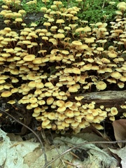 Xeromphalina